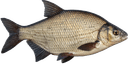 Лещ