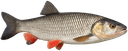 Голавль