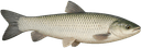 Белый амур