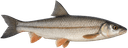 Подуст