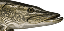 Щука