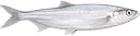 Чехонь